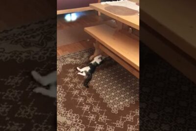 Black-and-white kitten stretched out under a wooden coffee table on a patterned rug 4 kuukauden 1