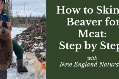 Person holding a large a bevare pelt outdoors beside a dog in a snowy wooded area.