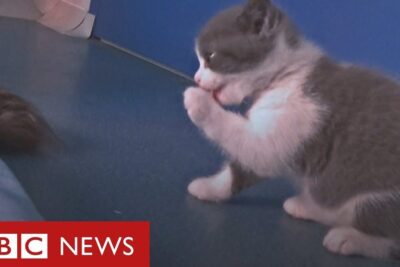 A grey-and-white kitten grooming its paw on a blue tabletop, a clonagem 6.