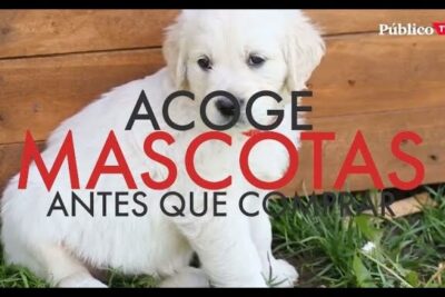 White puppy sitting on grass by a wooden fence promoting adopcion alternativa 3
