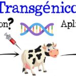 Alimentos transgenicos argumentos a favor y en contra