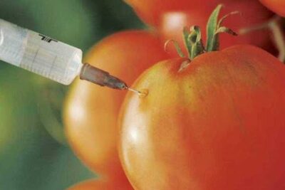 Syringe injecting liquid into a ripe tomato representing alimentos transgenicos 15 and genetically modified produce