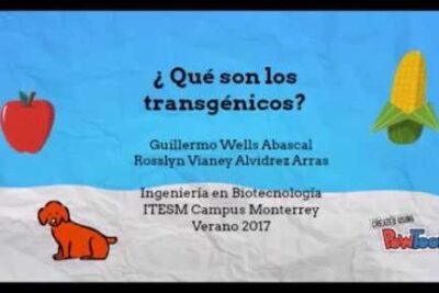 Spanish slide asking ¿Qué son los transgénicos? with corn, apple and dog icons, labeled alimentos transgenicos 8