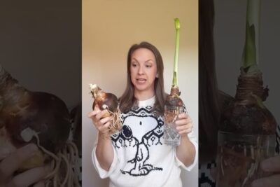 Woman holding two flower bulbs, one rooted in a glass vase with visible roots and a tall green shoot, illustrating bulb forcing amarillistiska tidningar.