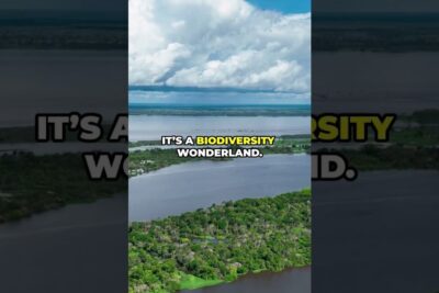 Aerial view of winding river channels and dense tropical forest in the amazonas welterbe showcasing rich biodiversity.