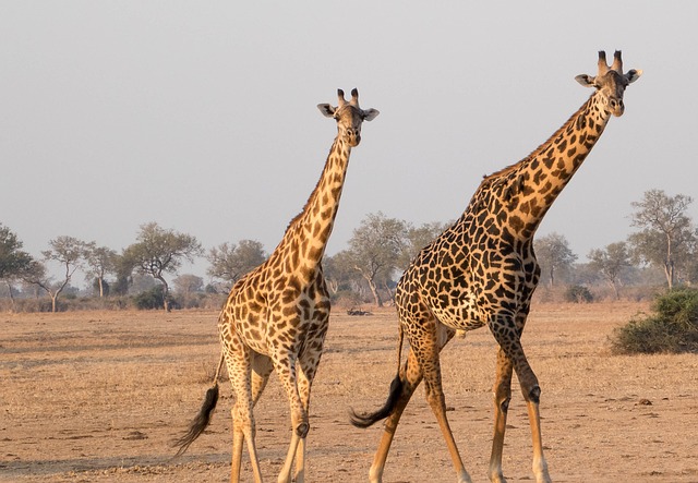 A girafa está em perigo de extinção sim ou não.