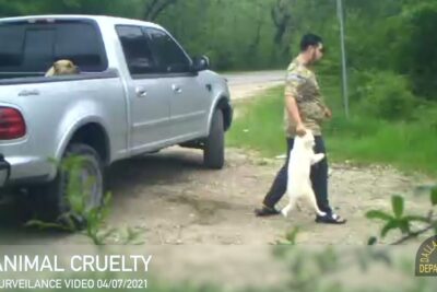 A man holding and dragging a small white dog by its front legs next to a silver pickup truck, animal abuse 2
