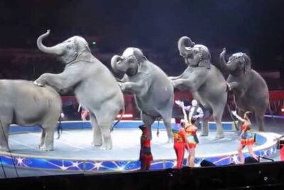 Four elephants lined up on a circular stage performing coordinated tricks, animales circos.