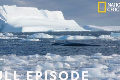 A whale surfacing amid floating sea ice and towering icebergs in the antarctica continent.