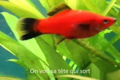 Bright red platy fish swimming among green aquatic plants with a visible French subtitle, assisteret reproduktion 1.