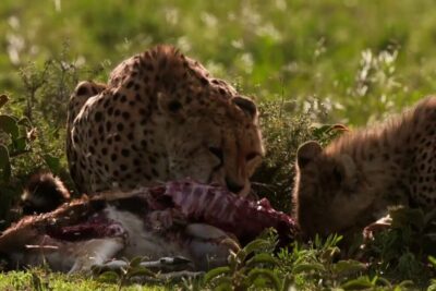 Two cheetahs feeding on a carcass in grassy savanna caca animais 1