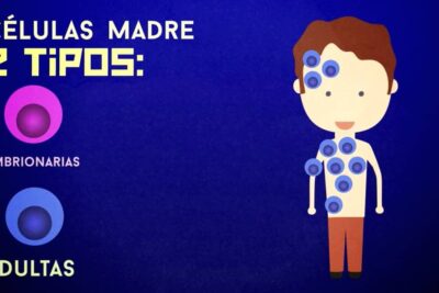 Illustration titled celulas madre 2 showing two types of stem cells with labeled embryonic and adult examples and a cartoon human marked by cell icons.