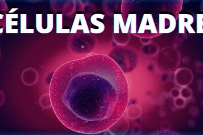 Vibrant 3D close-up of spherical stem cells with pink and purple hues featuring celulas madre 3.