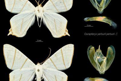 Two white moth specimens with dissected genitalia on a black background, scientific plate referencing clonacion reproductiva.