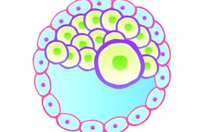 Colorful stylized blastocyst with inner cell mass representing clonagem terapeutica and stem cell concepts.