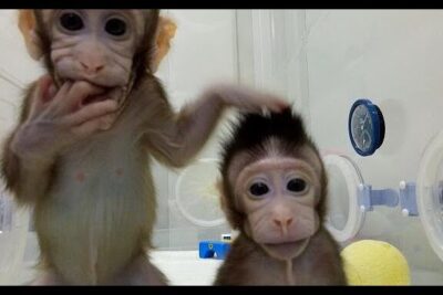 Two infant monkeys inside a laboratory incubator illustrating clonazione terapeutica contexts.