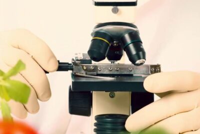 Gloved hands adjusting microscope stage to examine plant tissue for colture transgeniche 3