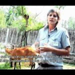Puntos a favor y en contra de los zoologicos