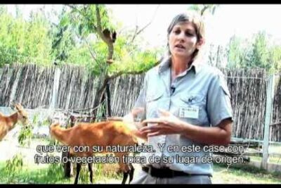 Field educator standing beside goats near a wooden fence in a habitat area promoting conservacion especies.