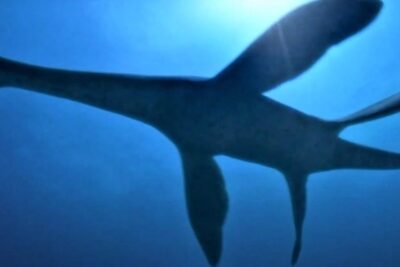 Underwater silhouette of a creature marine with an elongated neck and four flippers against blue backlight.