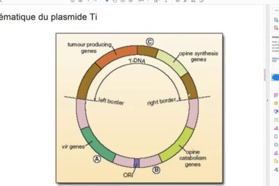 Schematic circular map of a Ti plasmid showing T-DNA with left and right borders, vir genes, ORI, opine synthesis and tumour producing genes for cultures transgeniques 1.