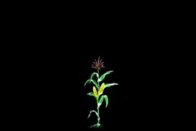 Isolated transgenic seedling illustration representing cultures transgeniques against a black backdrop
