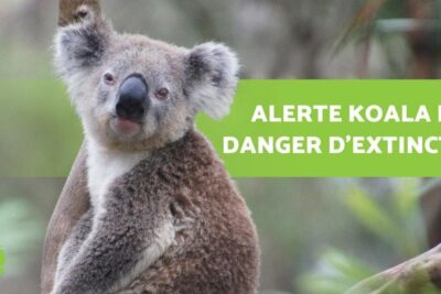 Koala perched on a tree next to a green alert banner highlighting danger dextinction.