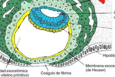 Color-coded embryonic cross-section highlighting amniotic cavity, epiblast, hypoblast and primitive yolk sac for desarrollo argumento.