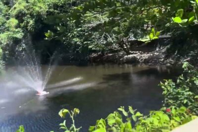 Det ar 8 floating fountain spraying water on a shaded pond surrounded by trees and plants.