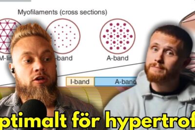 Two men discussing muscle microstructure in front of a diagram of myofilaments and banding, djupgaende analys 1.