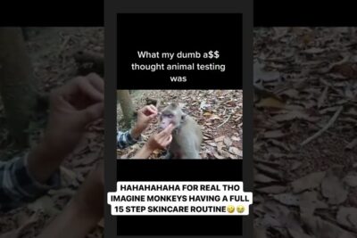 A person gently applies something to a monkey's face in a forest setting illustrating djurforsok ar