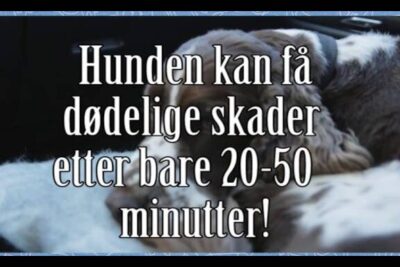 A dog lying down with large warning text about fatal injuries in 20–50 minutes highlighting dyremishandling vare