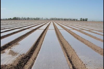 Wide flat agricultural field with parallel plastic-mulched raised beds stretching to the horizon illustrating edut haitat.
