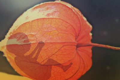 Fetal silhouette inside an orange translucent lantern pod representing el aborto 29.