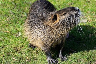 Close-up of an elava olento coypu standing on green grass