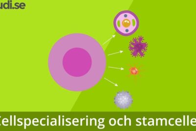 Graphic showing embryonala stamceller 1 differentiating into several distinct specialized cell types