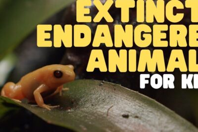 Small orange frog perched on a green leaf highlighting an endangered species