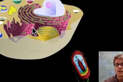 Illustration of a eukaryotic cell cross-section with organelles and a bacterial cell highlighting endosymbiotic teori.