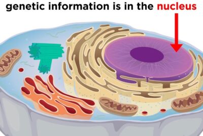 Cross-sectional illustration of a eukaryotic cell showing a labeled nucleus, mitochondria, chloroplast-like stacks, and other organelles to illustrate endosymbiotic theory.