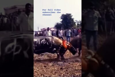 Two bulls locking heads during etta harkataistelut in a crowded rural field.