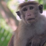 Ética y responsabilidad: Argumentos contra la experimentación animal