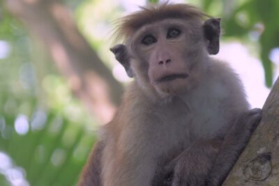 Close-up of a macaque monkey perched on a tree branch, experimentacion animal 1.