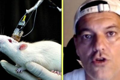 White laboratory rat with a cranial implant and connected wires held in a gloved hand next to a close-up portrait of a man, illustrating experimentacion animal.