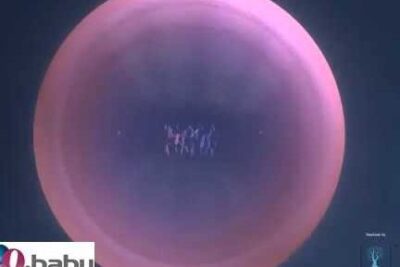 Microscopic close-up of a single oocyte used in fecondazione vitro procedures.