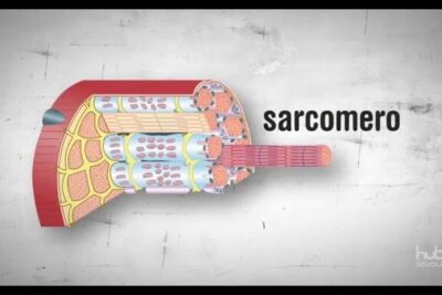 Cutaway diagram of fibre muscolari showing bundled muscle fibers, myofibrils and a labeled sarcomere