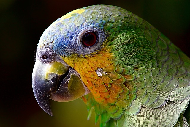 Argument för och mot att definiera amazonas som ett världsarv