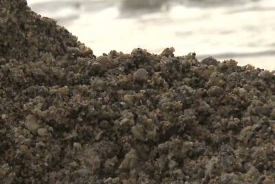 Close-up of wet coarse beach sand and mixed pebbles showing granular texture forstaelse verden.