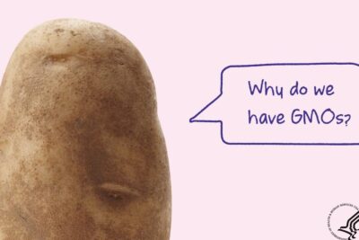 Close-up of a potato beside a speech bubble reading "Why do we have GMOs?" with small regulatory seals, concept for genetically modified 19