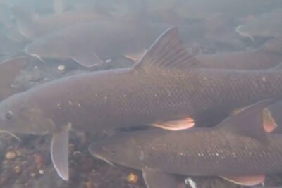 Underwater close-up of multiple large freshwater fish over a gravel riverbed, geneticamente modificati 2