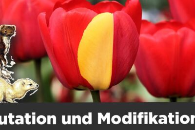 Close-up of a red tulip with a prominent yellow patch illustrating genetische modifikationen 1.